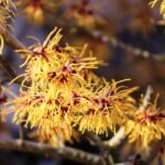 Witch Hazel