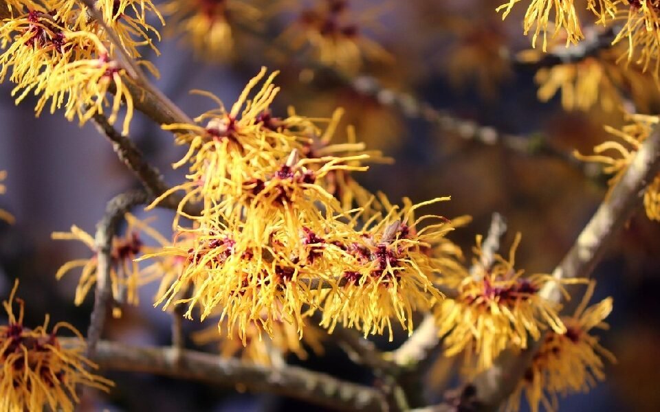 Witch Hazel