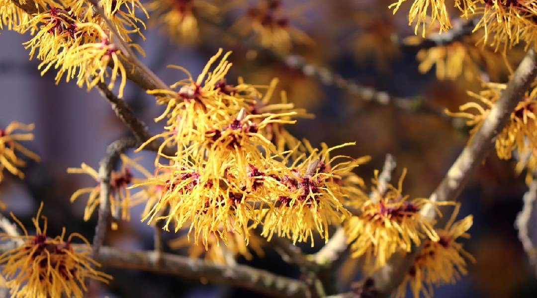 Witch Hazel