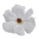 Arbiflora Flower Extract