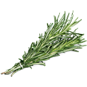 Rosemary