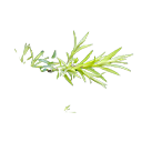 Tea Tree