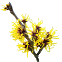 WITCH HAZEL