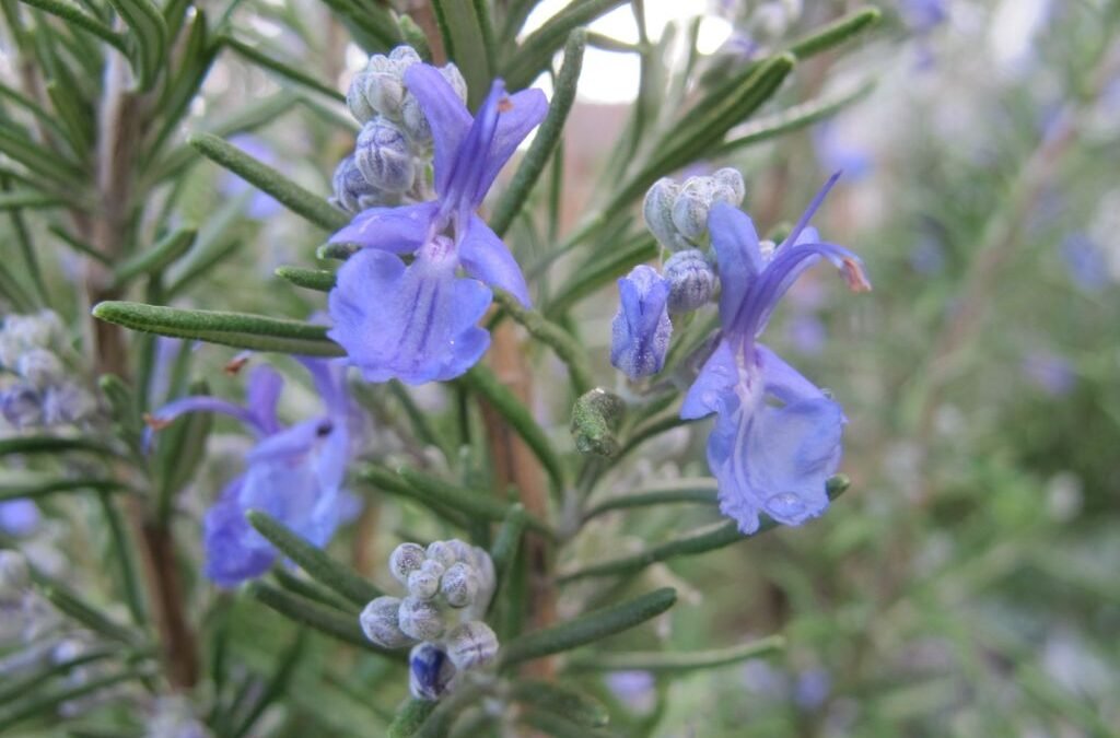 Rosemary Hair Growth Serum