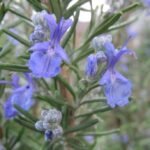 Rosemary Hair Growth Serum