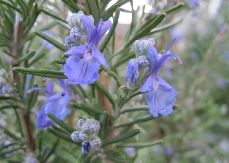 Rosemary Hair Growth Serum